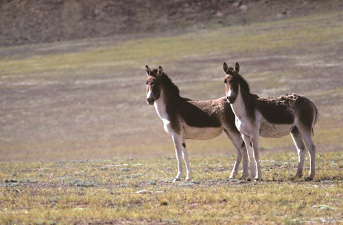 The kiang, a species of wild ass unique to the Tibetan Plateau, has increased in number with better protection in recent years.: Photograph from Tibet Wild by George B. Schaller. Reproduced by permission of Island Press.